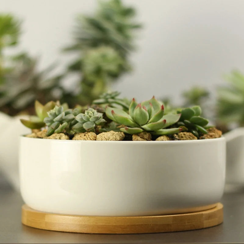 White Porcelain Succulent Planter with Bamboo Tray Deep Rounded Bonsai Pot
