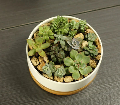 White Porcelain Succulent Planter with Bamboo Tray Deep Rounded Bonsai Pot