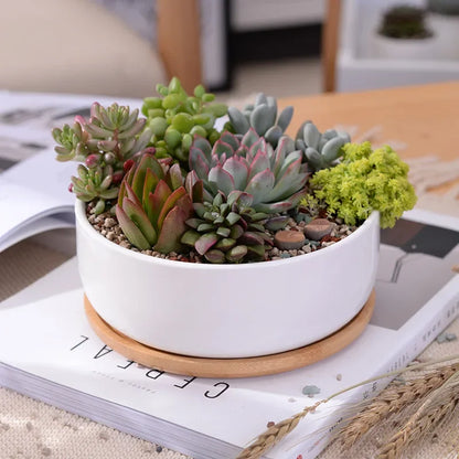 Round White Ceramic Succulent Planter with Bamboo Tray Modern Home Decor