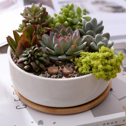 Round White Ceramic Succulent Planter with Bamboo Tray Modern Home Decor