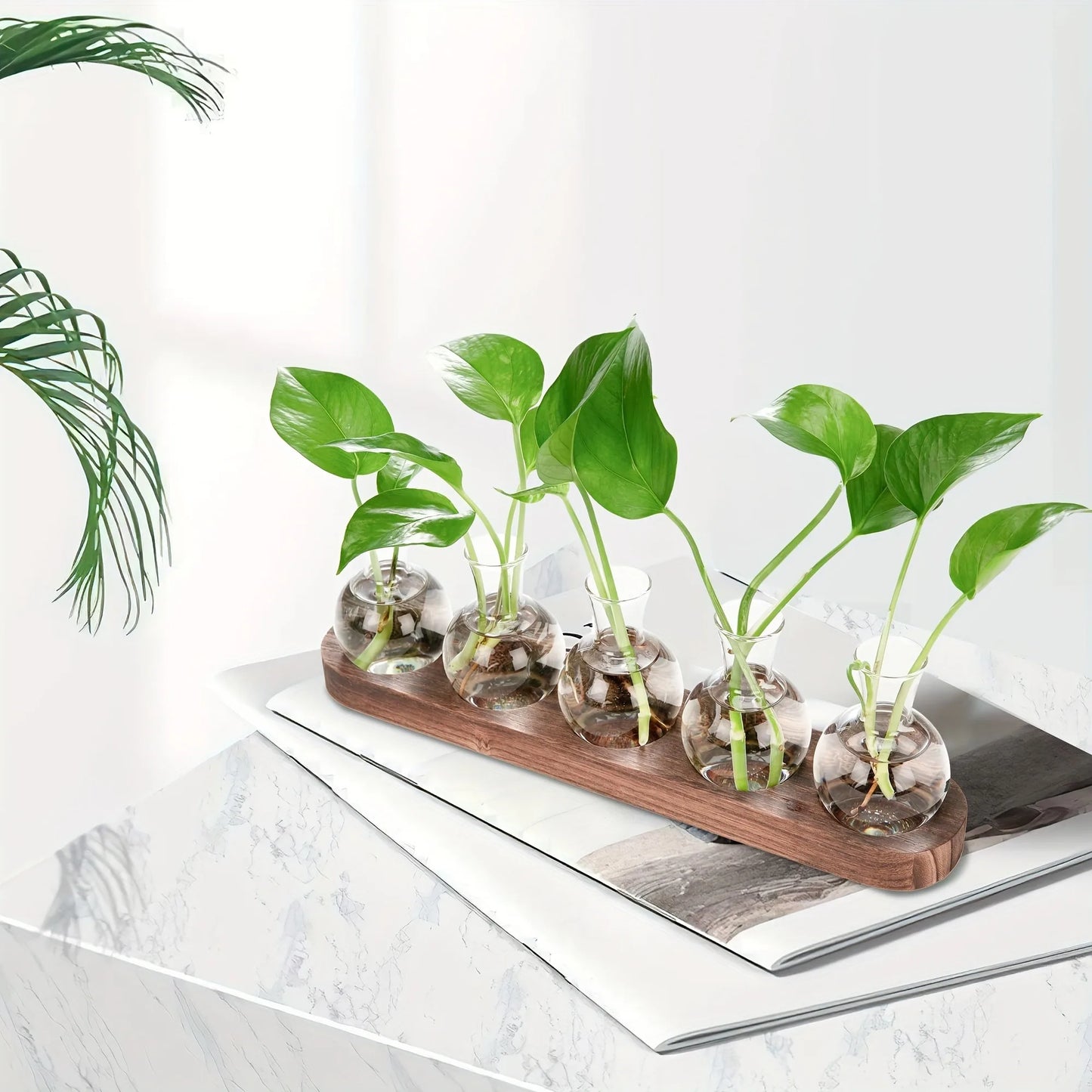 Glass Plant Terrarium Wooden Tray Hydroponic Vase Indoor Propagation Home Decor