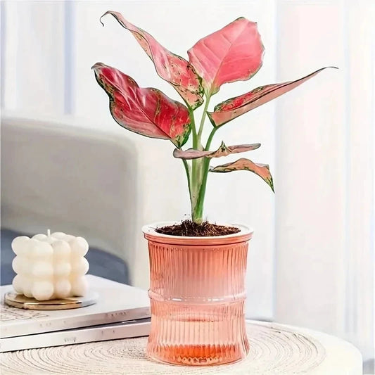 Self Watering Planter Double Layer Indoor Plant Pot Transparent Reservoir Herb Pot